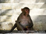 Nirmal Monkey
