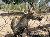 Deer Rehabilitation Centre - Kawal Wildlife Sanctuary