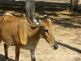 Deer Rehabilitation Centre - Kawal Wildlife Sanctuary